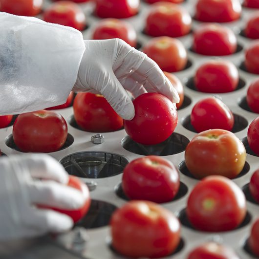 tomato cutting machine in a dry tomato production plant